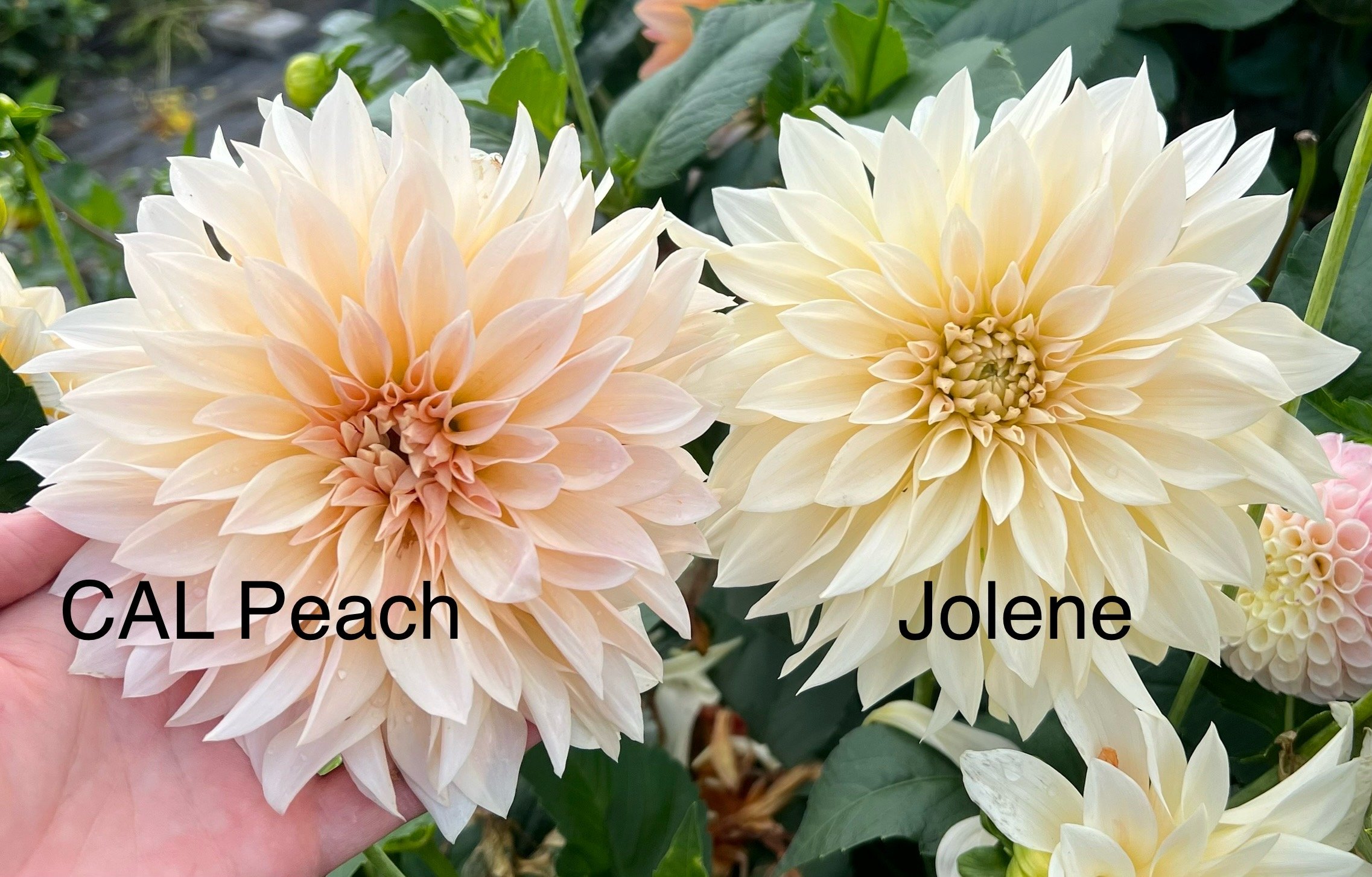 Cafe au Lait Peach — BLUE SKY DAHLIAS